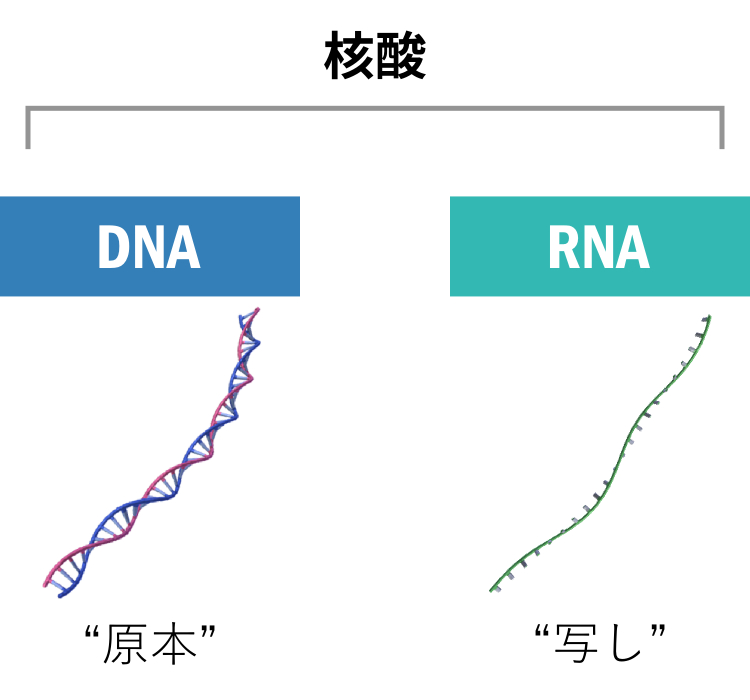 DNAとRNA