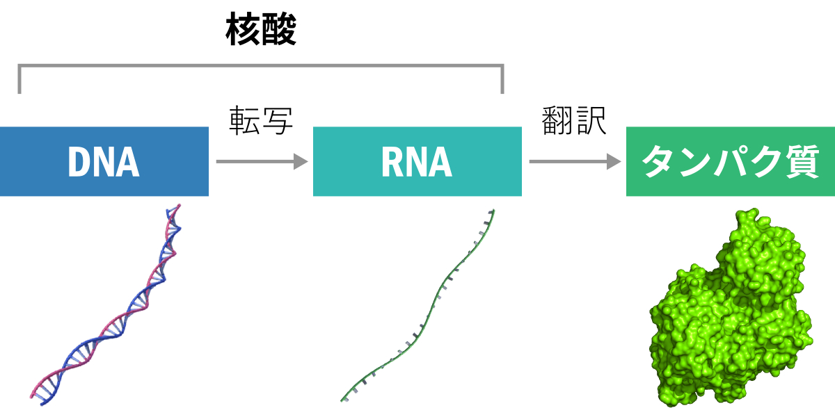 ヒトの設計図を基に薬を — 核酸を使った病気の治療 — Laborify ヒトの設計図を基に薬を — 核酸を使った病気の治療 — Laborify