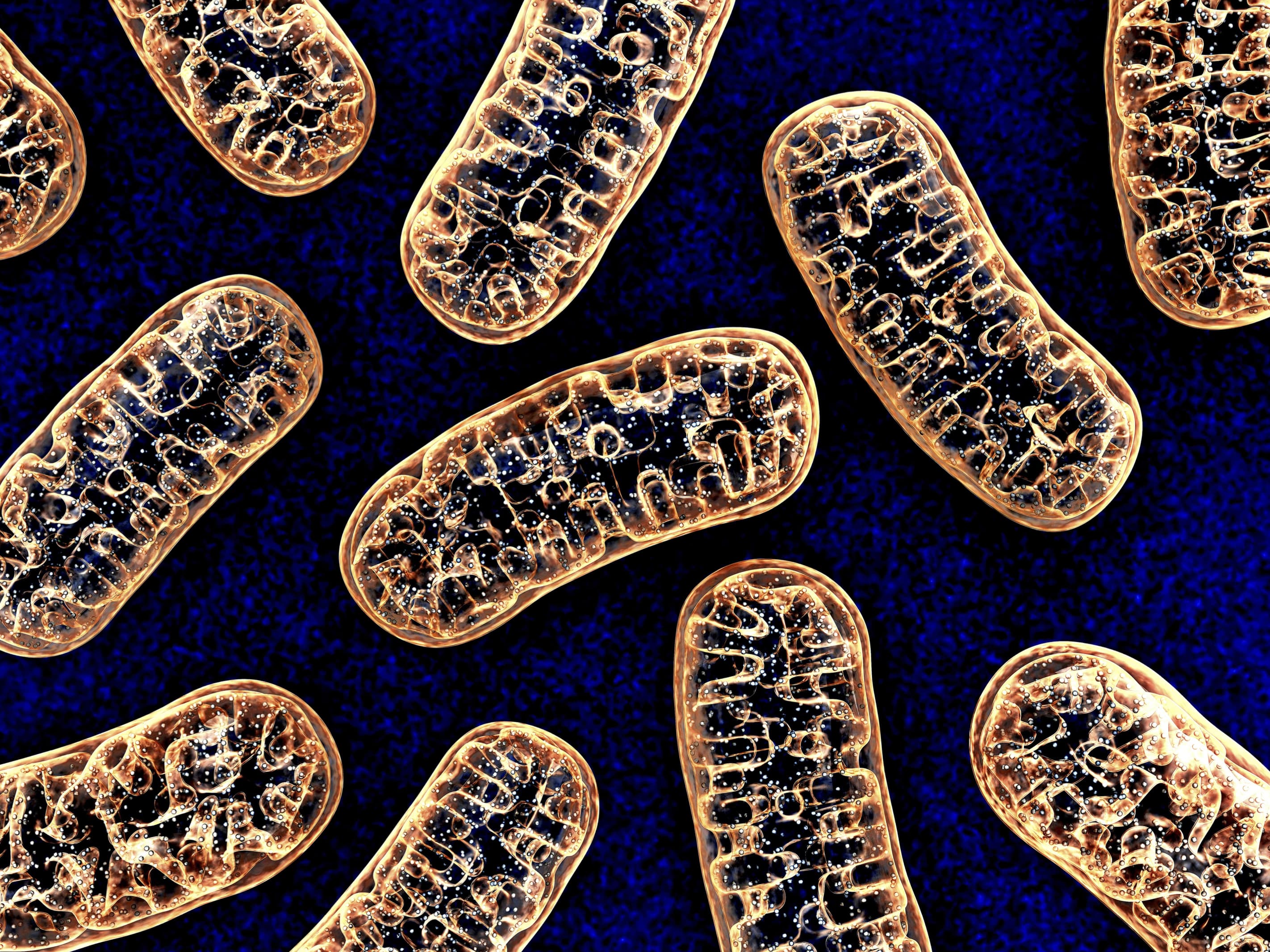 細胞の恒常性維持のカギ ミトコンドリアの質 量管理システムの謎に迫る Laborify