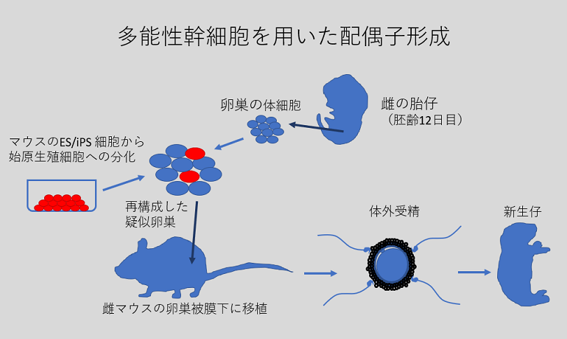 畜産から医療への応用展開 胚培養士から見た不妊治療の現状と未来 Laborify